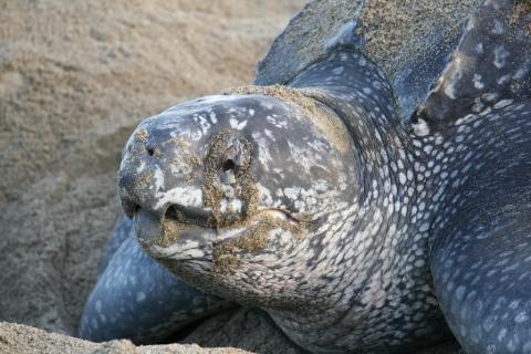 Leatherback turtle - close-up showing the distinctive beak (Trinidad). © John D Reynolds