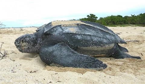 Leatherback turtle (US Virgin Islands). credit: U.S. Fish and Wildlife Service (Claudia Lombard) <a href="https://creativecommons.org/licenses/by/2.0/deed.en">CC BY 2.0</a>