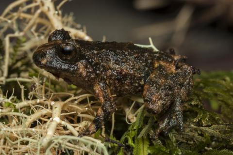 Leiopelma hochstetteri