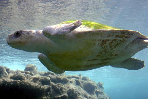 Lepidochelys olivacea. photo credit: <a href="https://commons.wikimedia.org/wiki/User:Thierry_Caro">Thierry Caro</a> <a href="https://creativecommons.org/licenses/by-sa/3.0/deed.en">(CC BY-SA 3.0)</a>