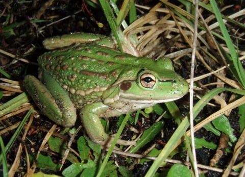 Litoria raniformis