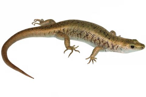 Marlborough scree skink (Rainbow Valley, Marlborough). <a href="https://www.instagram.com/nickharker.nz/">© Nick Harker</a>