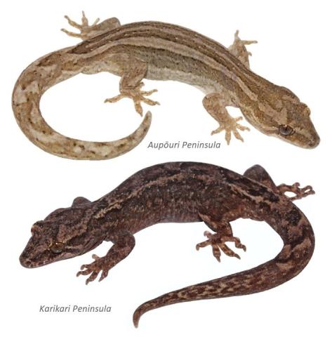 Matapia geckos. © Nick Harker