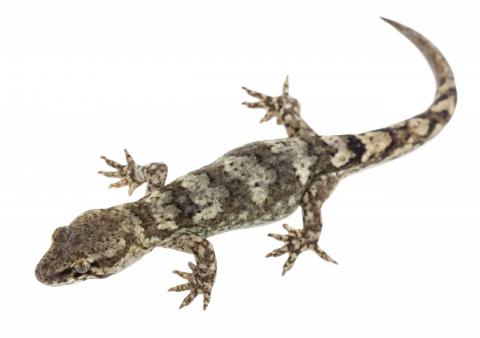 Minimac gecko (south Wellington coast). <a href="https://www.instagram.com/nickharker.nz/">© Nick Harker</a>