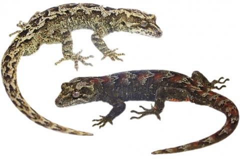 Cascades geckos (Westland). <a href="https://www.instagram.com/samanimalman/">© Samuel Purdie</a>