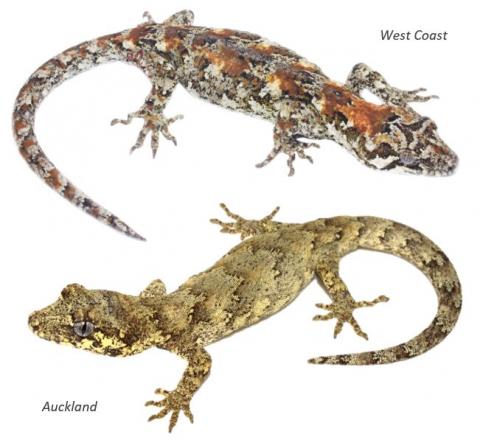 Forest geckos from Auckland and South Island West Coast. <a href="https://www.instagram.com/samuelpurdiewildlife/">© Samuel Purdie</a> (above), <a href="https://www.instagram.com/nickharker.nz/">© Nick Harker</a> (below) 