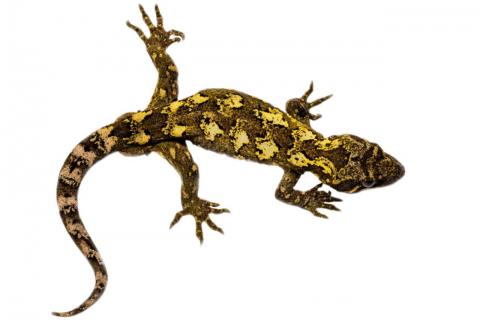 Cloudy gecko (Whenua Hou/Codfish Island) © James Reardon