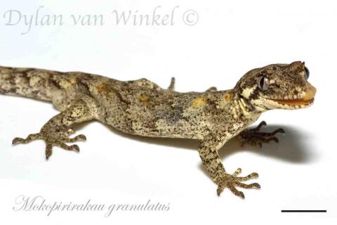 Mokopirirakau granulatus