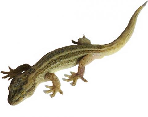 Muriwai gecko (Woodhill Forest). <a href="https://www.instagram.com/nickharker.nz/">© Nick Harker</a>