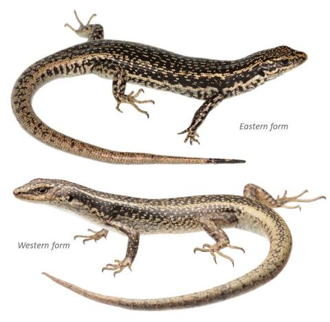 Grand skinks, eastern and western forms. © Nick Harker (eastern), © Samuel Purdie (western).