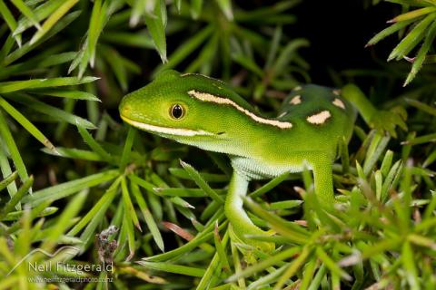 Naultinus 'North Cape'
