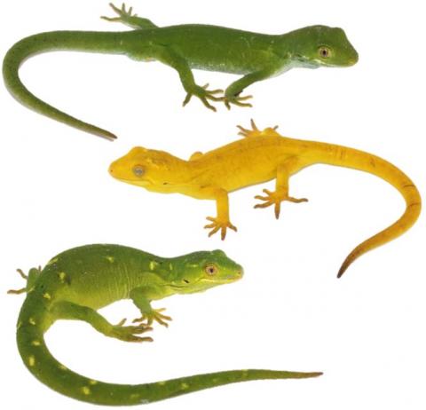 Marlborough green geckos. <a href="https://www.instagram.com/nickharker.nz/">© Nick Harker</a>