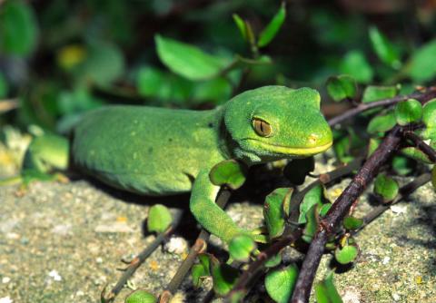Naultinus manukanus