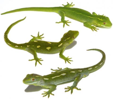 Barking Geckos (Wellington)