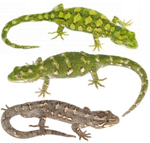 Rough geckos (Kaikōura - upper two; Hanmer - lower). <a href="West Coast green gecko (Lewis Pass, Canterbury). © Samuel Purdie">© Samuel Purdie</a> (above), <a href="https://www.instagram.com/nickharker.nz/">© Nick Harker</a> (middle and lower).