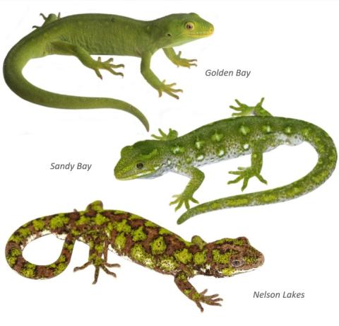 Starred geckos regional variation. © Samuel Purdie (top image), © Nick Harker (middle and lower images)