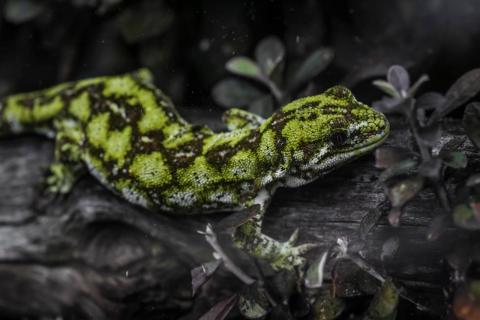 Naultinus stellatus