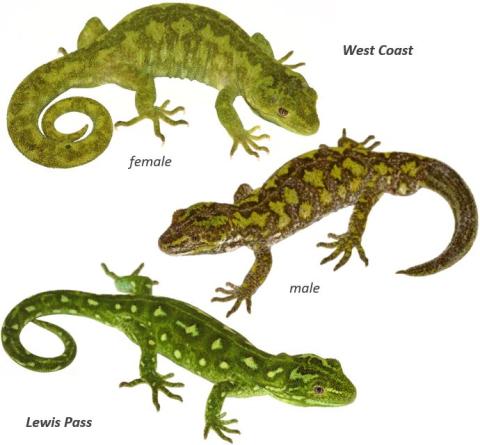 West Coast green geckos. © Nick Harker