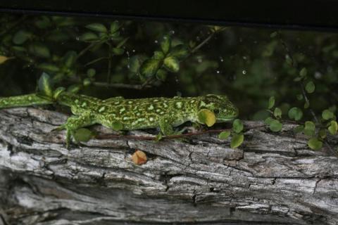 Naultinus tuberculatus