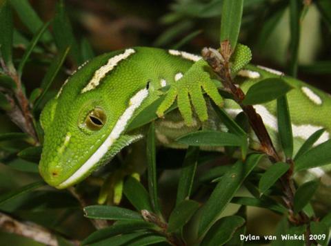 Naultinus elegans