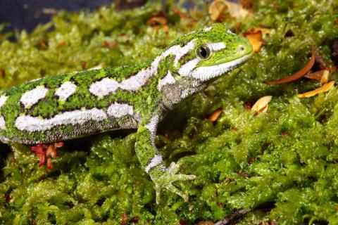 Naultinus rudis