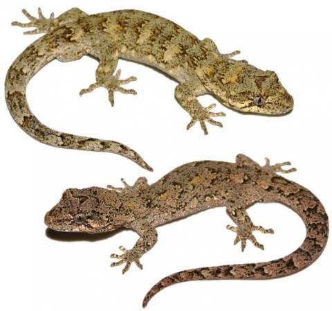 Ngahere geckos (Wellington). <a href="https://www.instagram.com/nickharker.nz/">© Nick Harker</a>