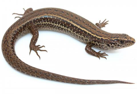 Hawke's Bay skink (Cape Kidnappers). <a href="https://www.instagram.com/nickharker.nz/">© Nick Harker</a>