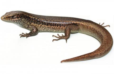 Falla's skink (Three Kings Islands, Northland). <a href="https://www.instagram.com/nickharker.nz/">© Nick Harker</a>