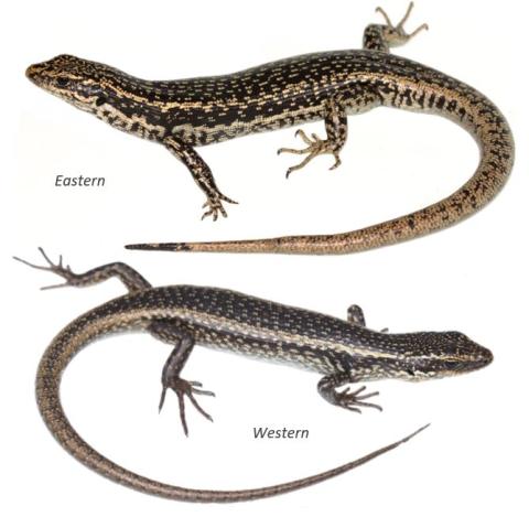 Grand skinks, eastern and western forms. <a href="https://www.instagram.com/nickharker.nz/">© Nick Harker</a> (upper),<a href="https://www.instagram.com/samuelpurdiewildlife/">© Samuel Purdie</a> (lower).