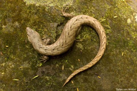 Oligosoma homalonotum