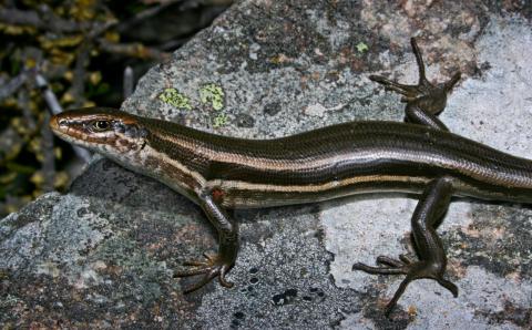White-bellied skink (Rangitata, Canterbury). <a href="https://www.flickr.com/photos/rocknvole/">© Tony Jewell</a>