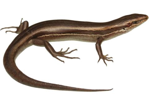 White-bellied skink © Nick Harker