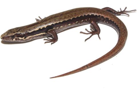 Kakerakau skink (Whangarei, Northland). <a href="https://www.instagram.com/tim.harker.nz/">© Tim Harker</a>