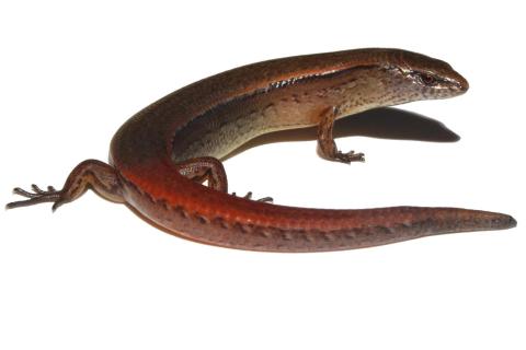 Slight skink (Te Paki, Northland). <a href="https://www.instagram.com/tim.harker.nz/">© Tim Harker</a>