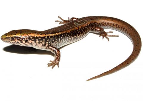 Canterbury spotted skink (Canterbury high country). <a href="https://www.instagram.com/tim.harker.nz/?hl=en">© Tim Harker</a>