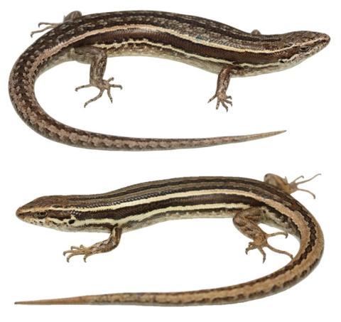 McCann's skink variation. © Nick Harker