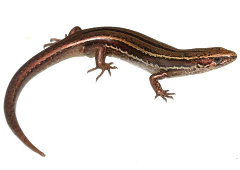 Herbfield skink (Otago Peninsula). <a href="https://www.instagram.com/tim.harker.nz/">© Tim Harker</a>