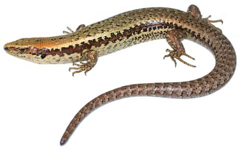 Takapourewa speckled skink. <a href="https://www.instagram.com/nickharker.nz/">© Nick Harker</a>
