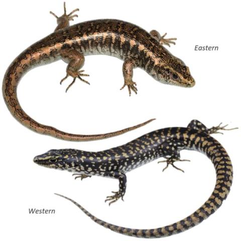 Otago skinks eastern and western forms. <a href="https://www.instagram.com/nickharker.nz/">© Nick Harker</a> (above), <a href="https://www.instagram.com/samuelpurdiewildlife/">© Samuel Purdie</a> (below).