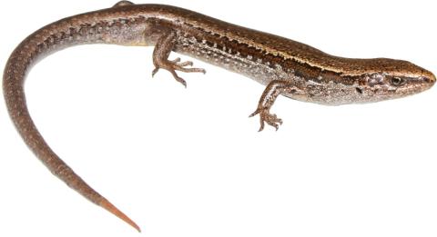 Southern grass skink (Inland Canterbury). <a href="https://www.instagram.com/tim.harker.nz/">© Tim Harker</a>