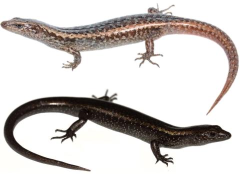 Shore skinks from dune habitat (above) and pebble beach (below). <a href="https://www.instagram.com/nickharker.nz/">© Nick Harker</a>