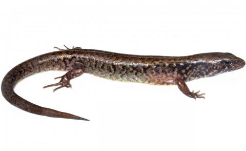 Hauraki skink (Hauturu / Little Barrier Island). <a href="https://www.instagram.com/tim.harker.95/?hl=en">© Tim Harker</a>