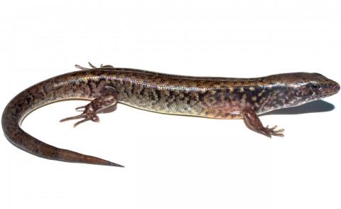 Hauraki skink (Hauturu / Little Barrier Island). <a href="https://www.instagram.com/tim.harker.95/?hl=en">© Tim Harker</a>