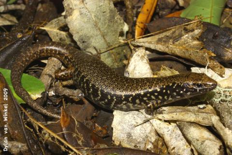 Oligosoma whitakeri