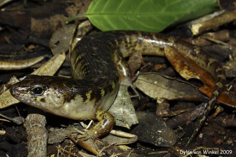 Oligosoma alani