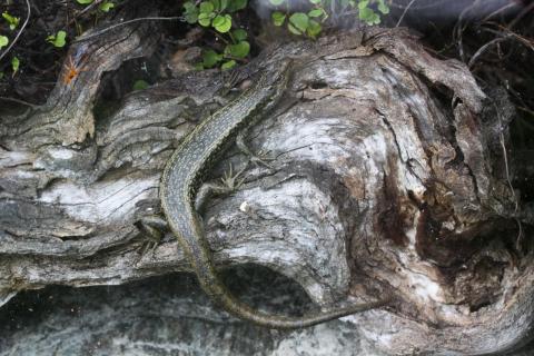 Oligosoma grande