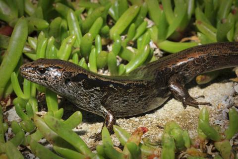 Oligosoma macgregori