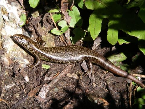 Taumaka skink (Open Bay Islands). © Marieke Lettink