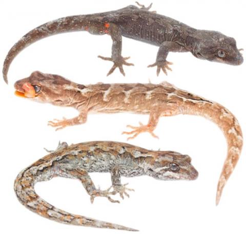 Orange-spotted geckos (Crown Range, Otago). <a href="https://www.instagram.com/nickharker.nz/">© Nick Harker</a> (top), <a href="https://www.instagram.com/samuelpurdiewildlife/">© Samuel Purdie</a> (middle and bottom images). 