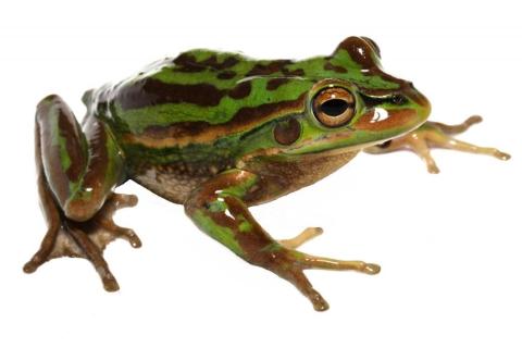 Green and Golden Bell Frog. <a href="https://www.instagram.com/joelknightnz/">© Joel Knight</a>